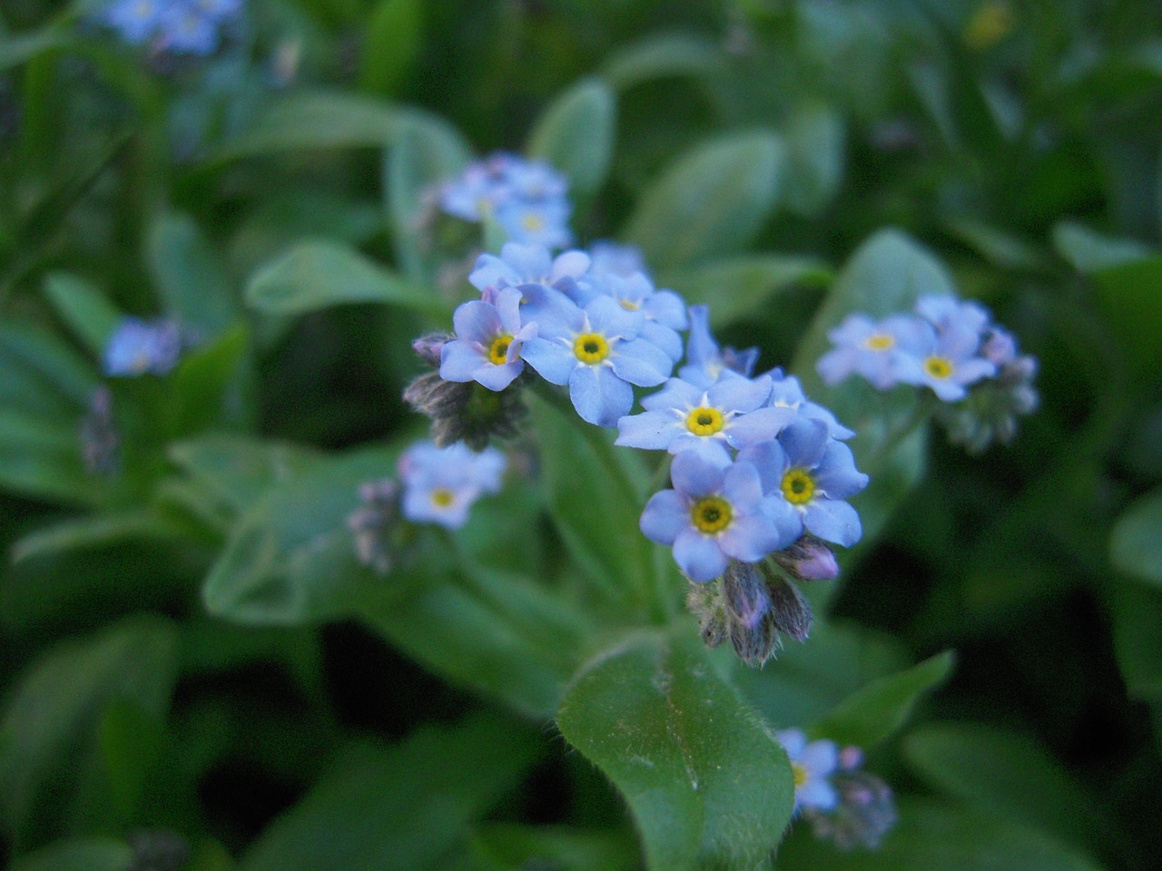 nots  garden  spring free photo