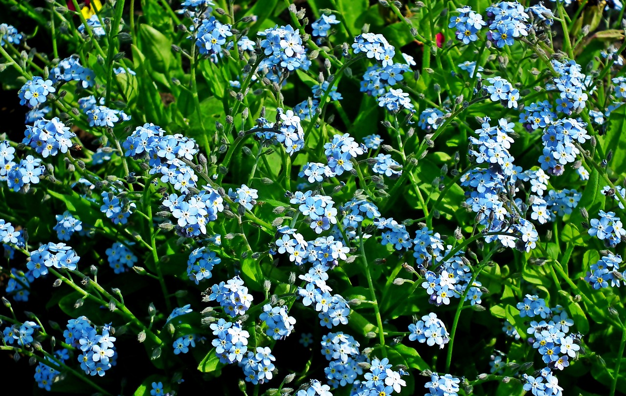 nots  flowers  blue free photo