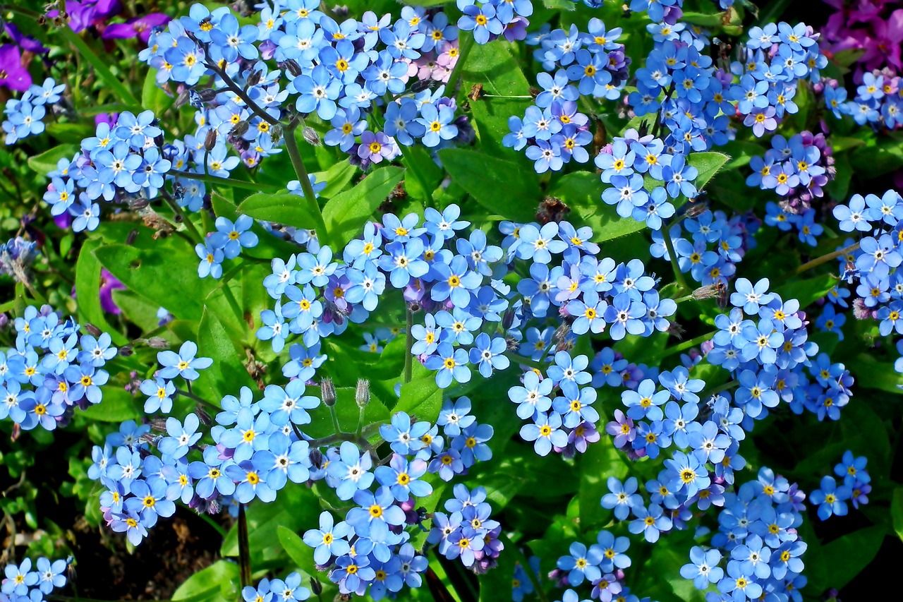 nots  flowers  blue free photo