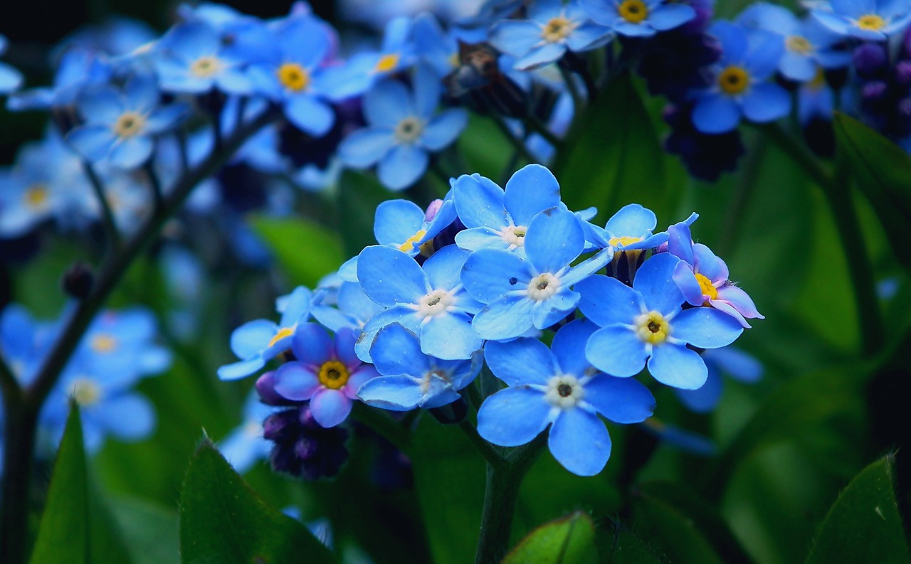 nots  flowers  blue free photo