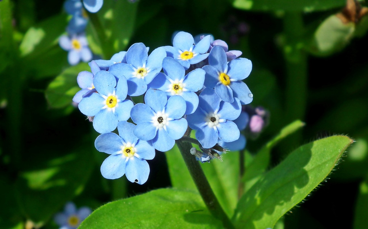 nots  blue  flowers free photo