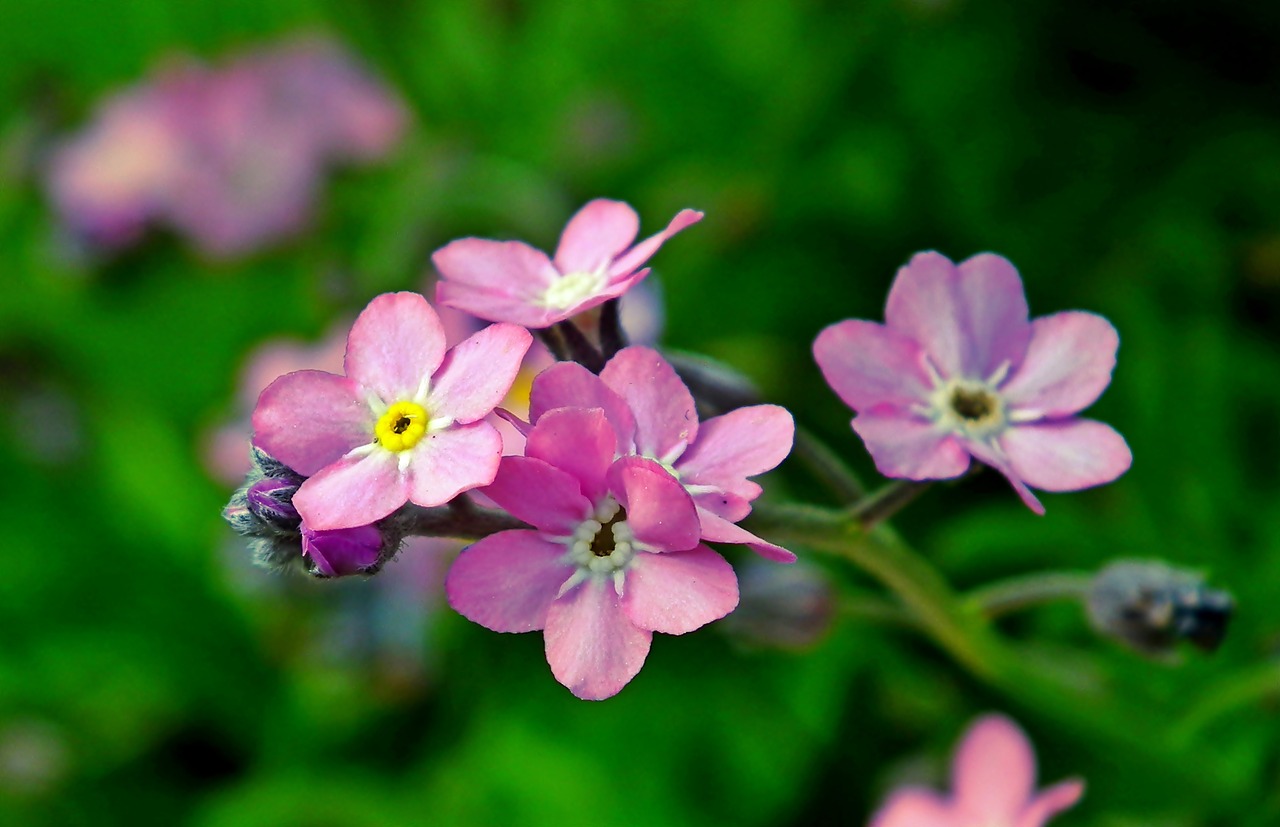 nots  pink  flourishing free photo