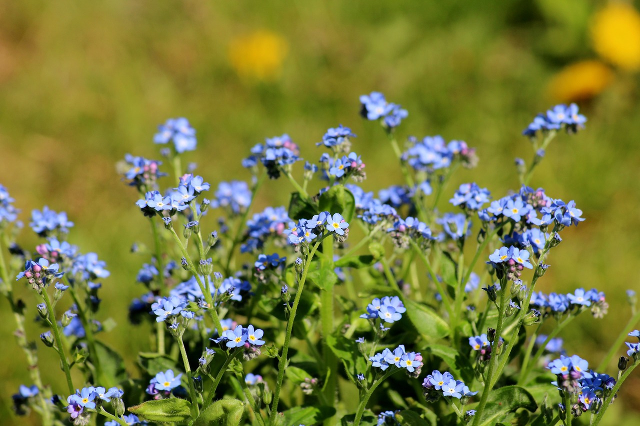 nots  flowers  blue free photo