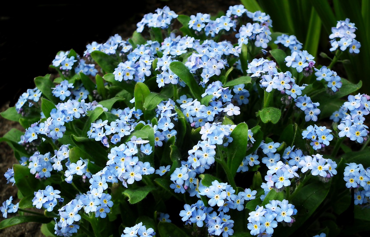 nots  flowers  blue free photo