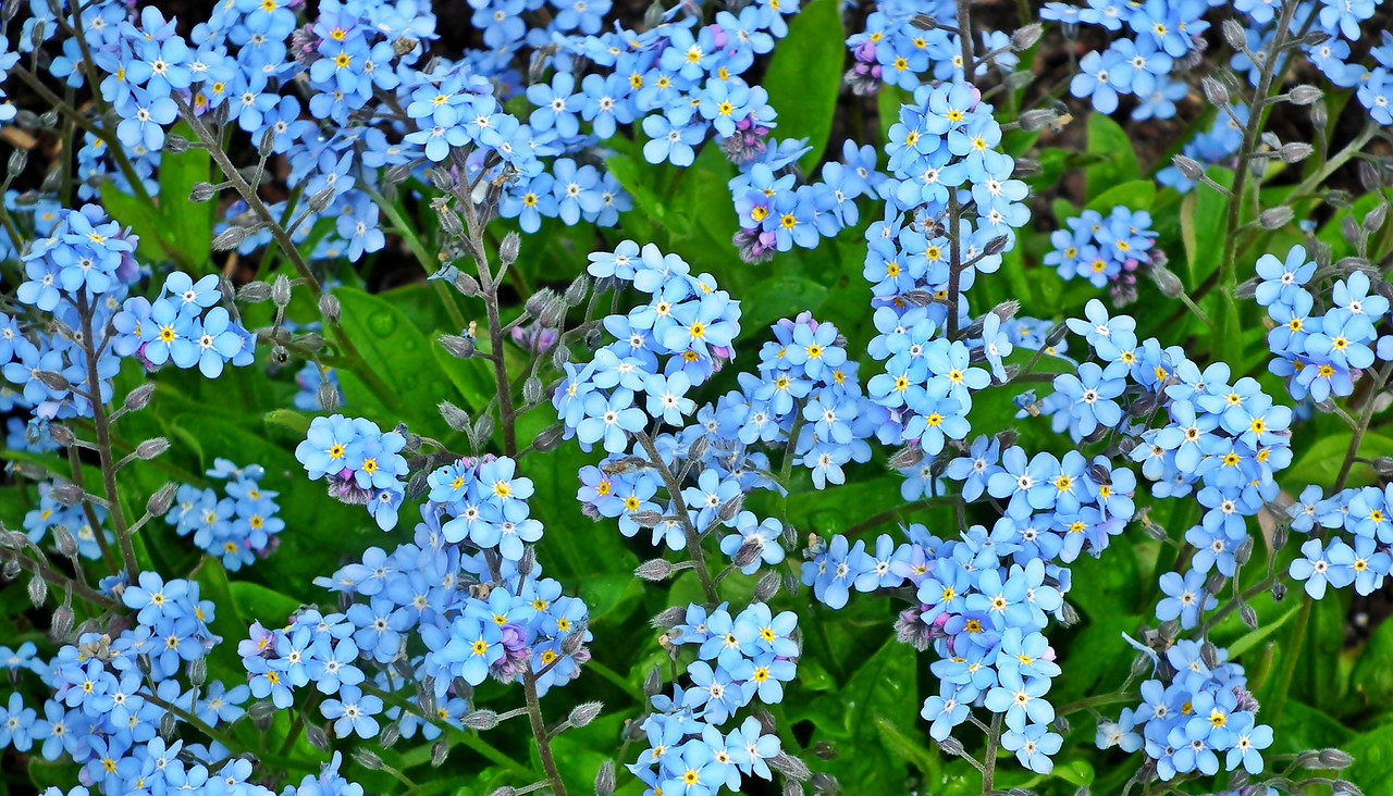 nots  blue  flourishing free photo