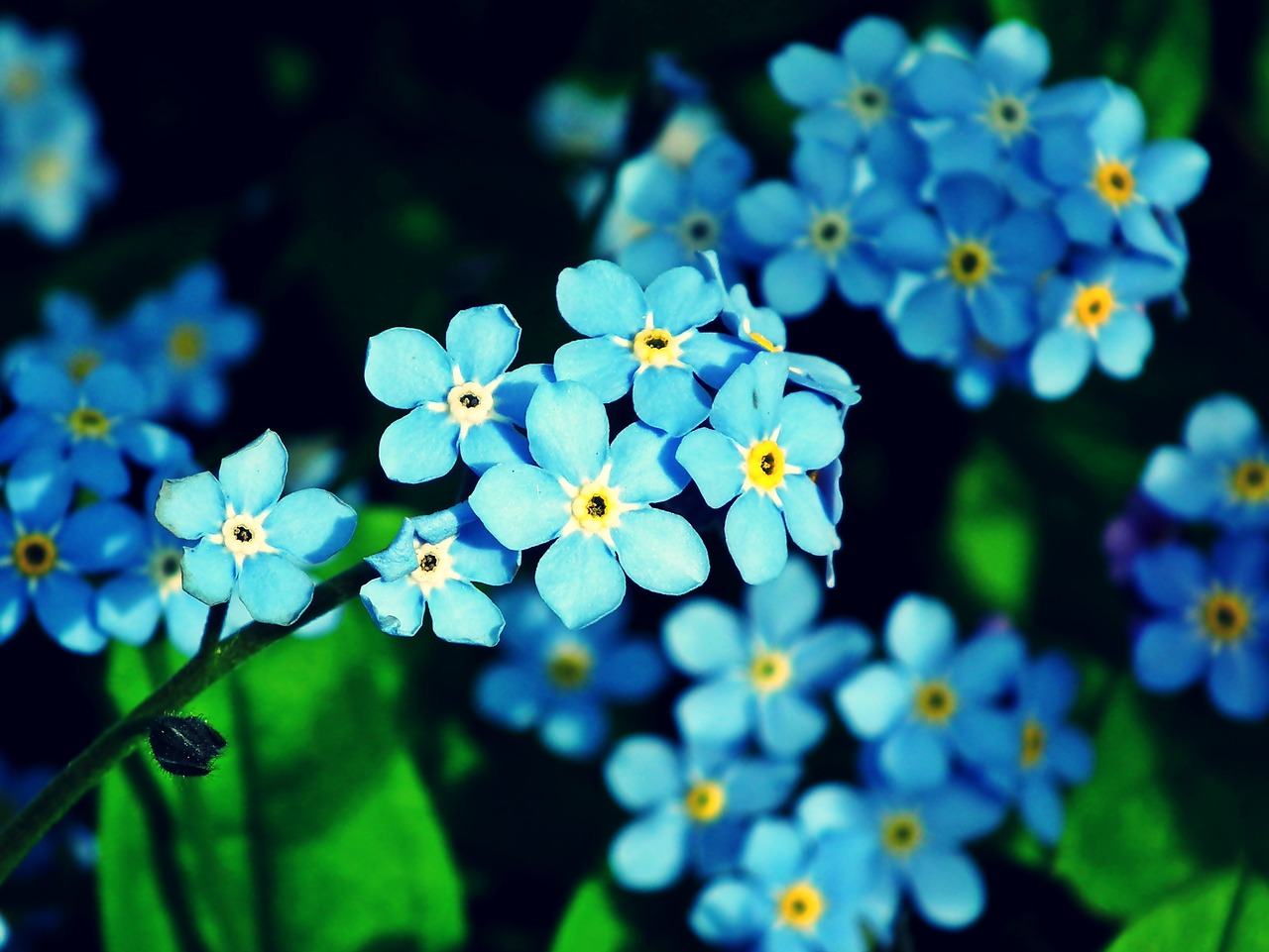 nots  blue  flowers free photo