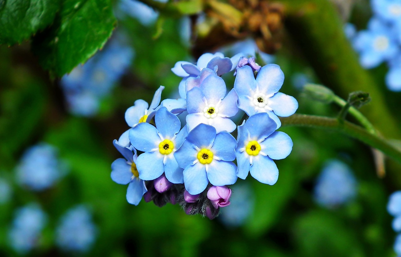 nots  blue  flowers free photo