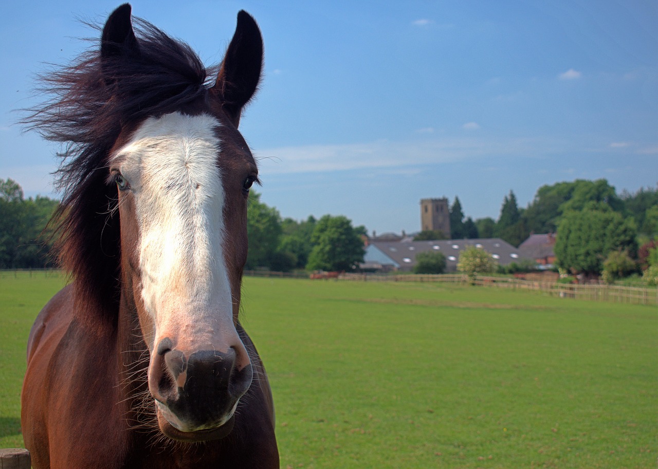 nottingham  horse  field free photo