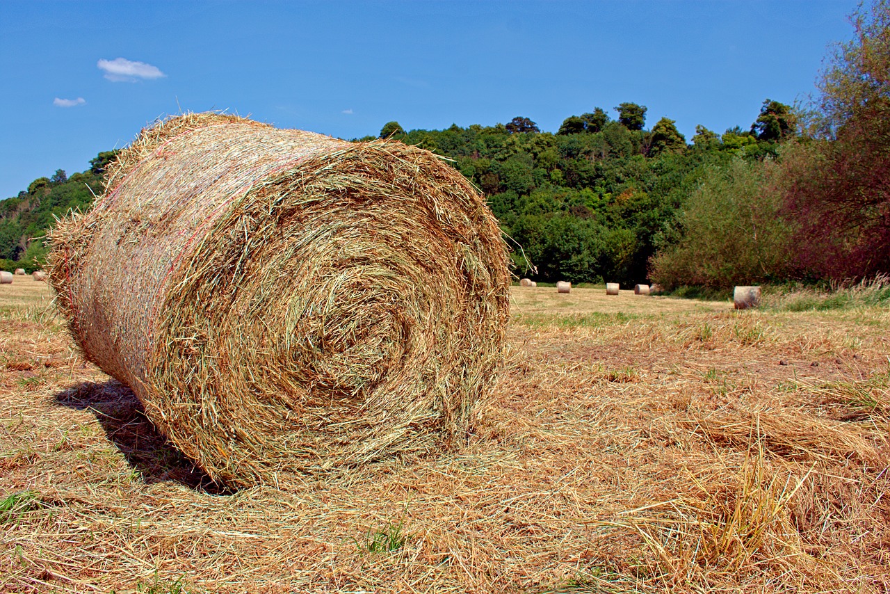 nottingham clifton farm  field  hay free photo