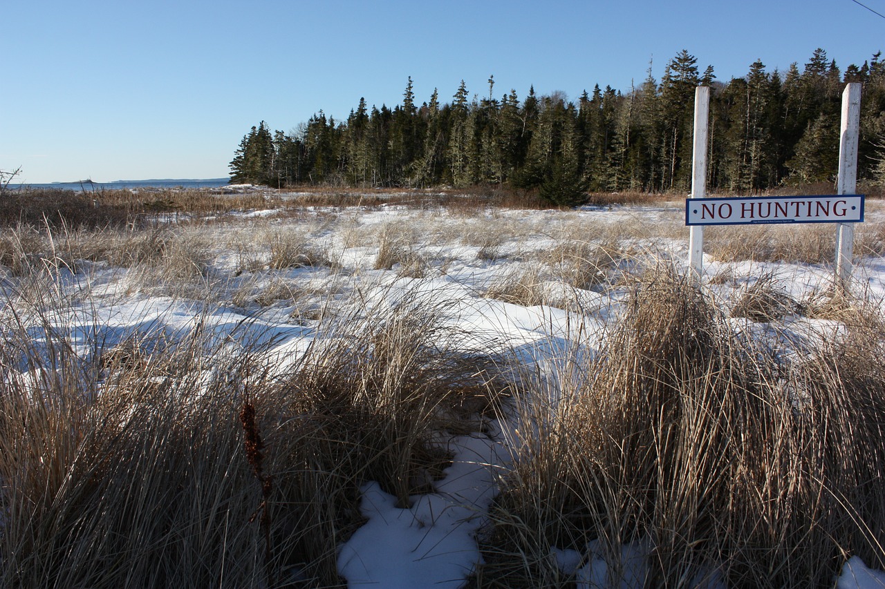 nova scotia grass winter free photo