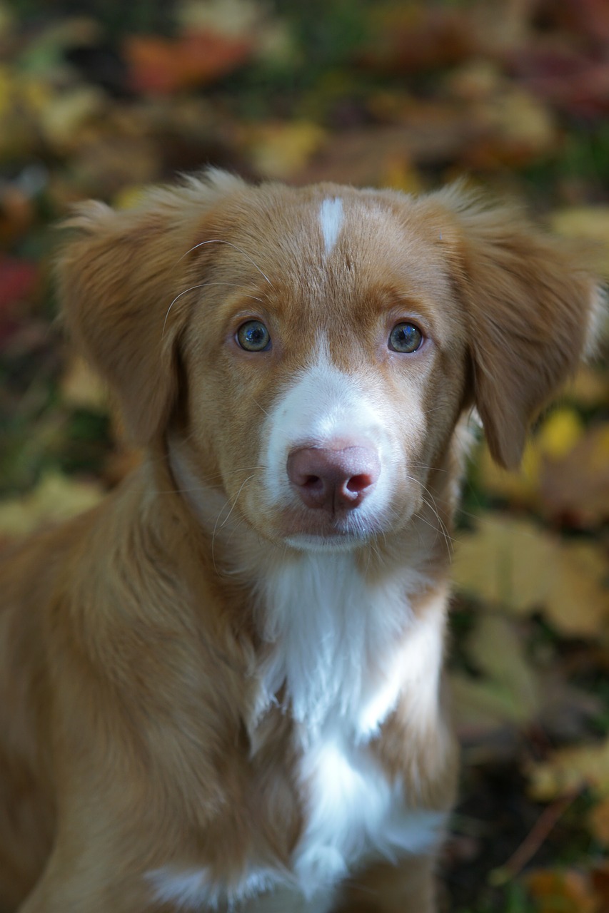 novascotian  retriever  dog free photo