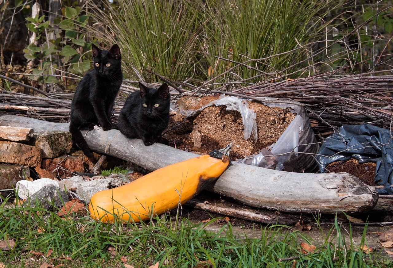 november cat black free photo