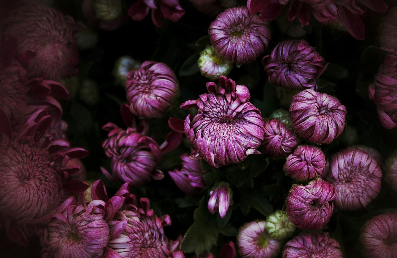 chrysanthemums november chrysanthemum free photo