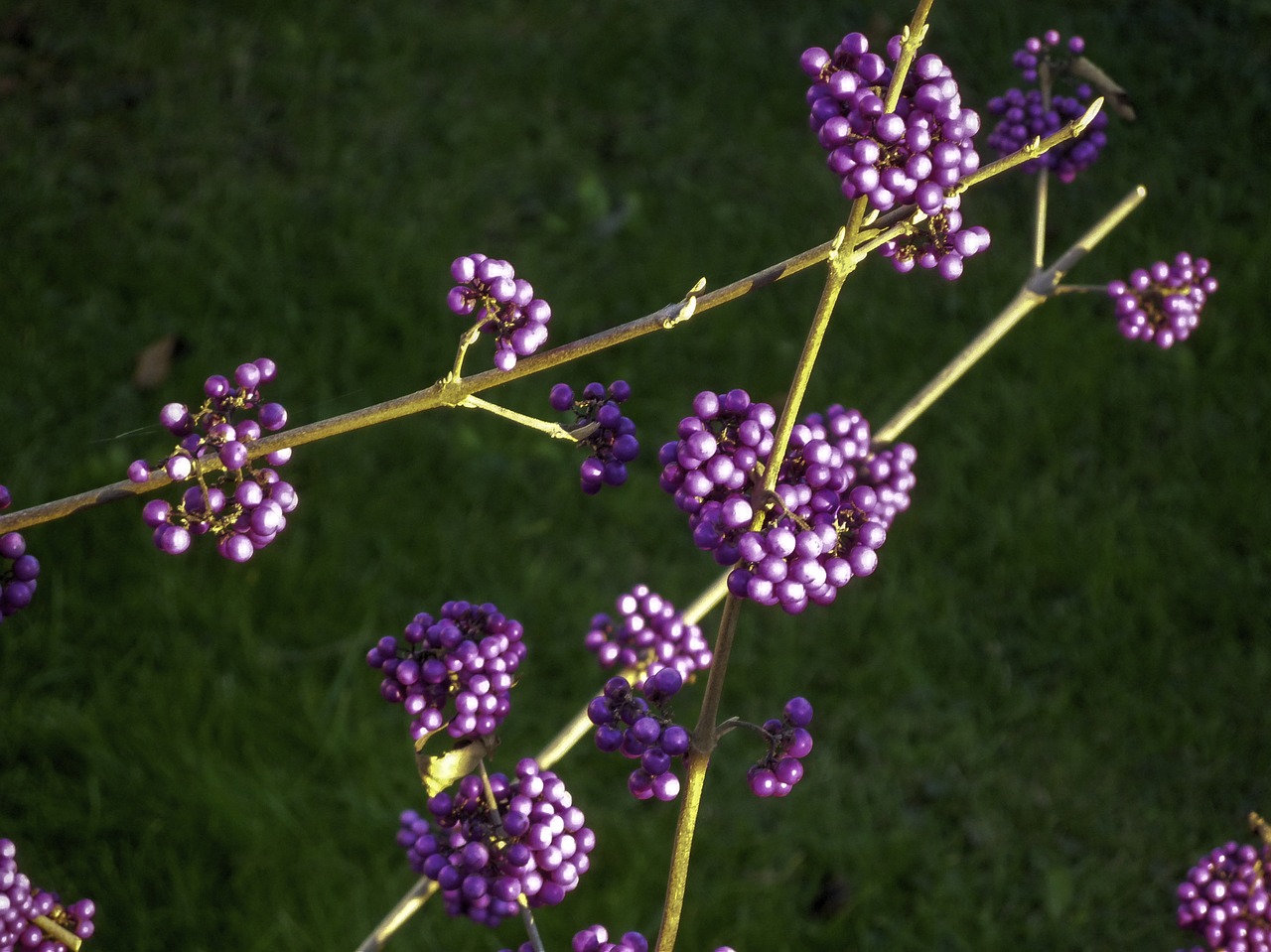 november berries plant free photo