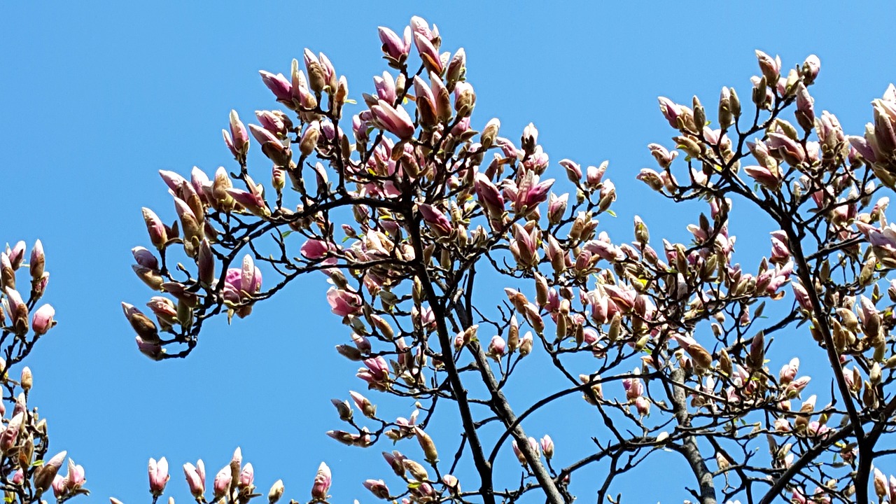 now magnolia magnolia flowers free photo