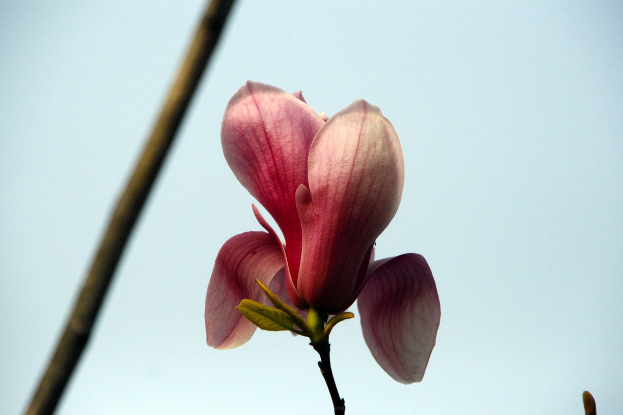 now magnolia magnolia flower spring free photo