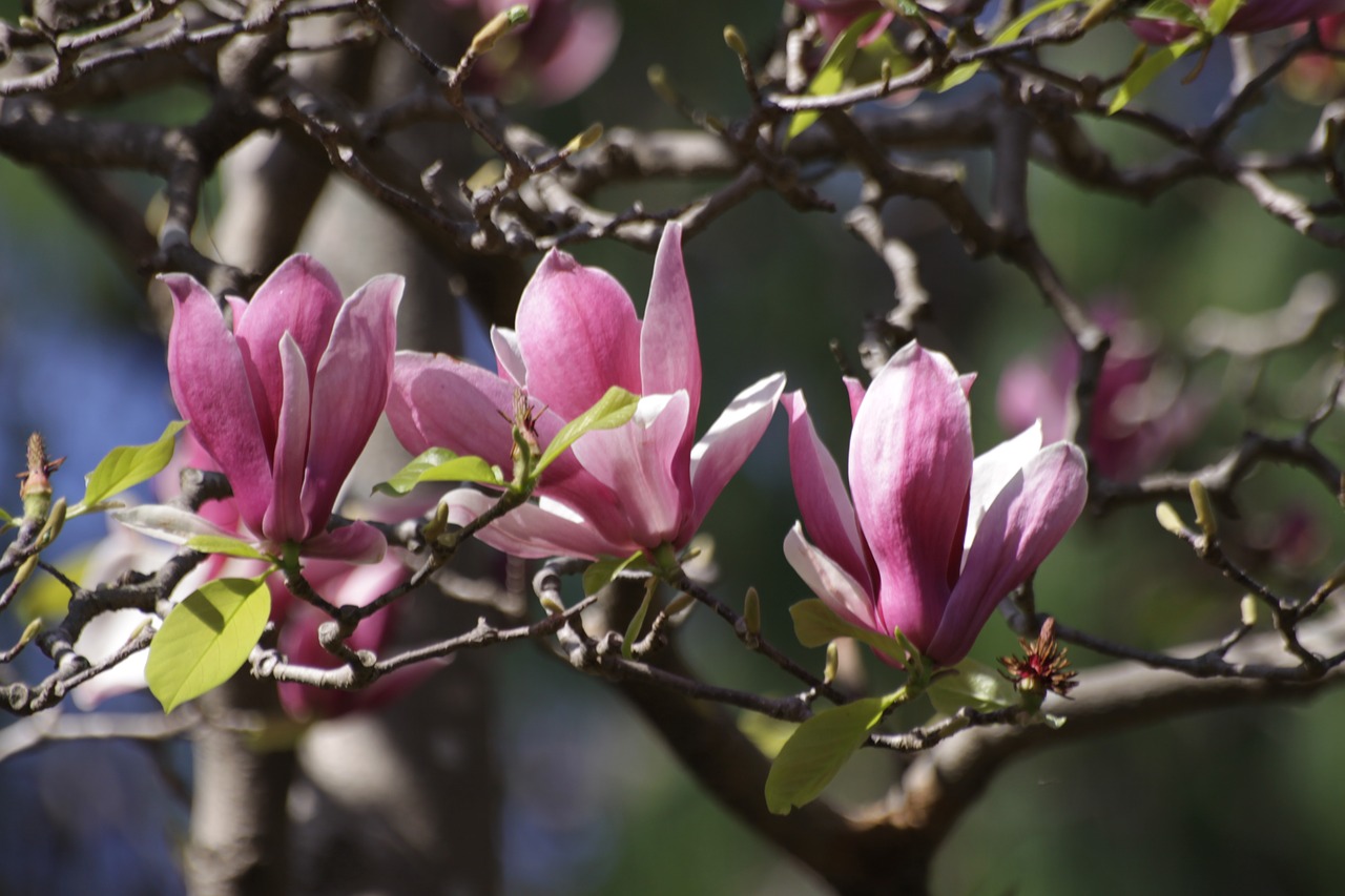 now magnolia  magnolia  my pen is all free photo