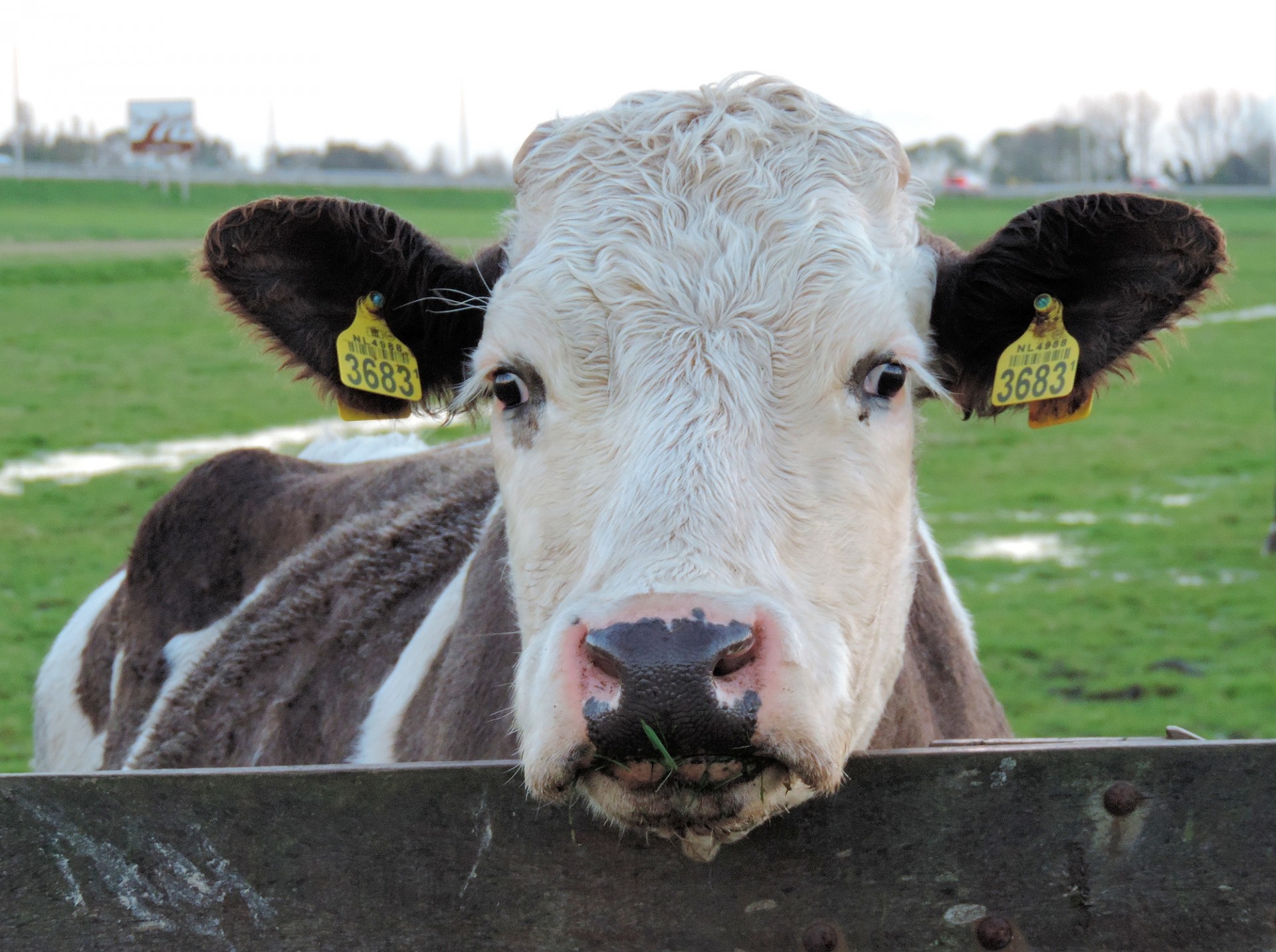 bull nosy curious free photo