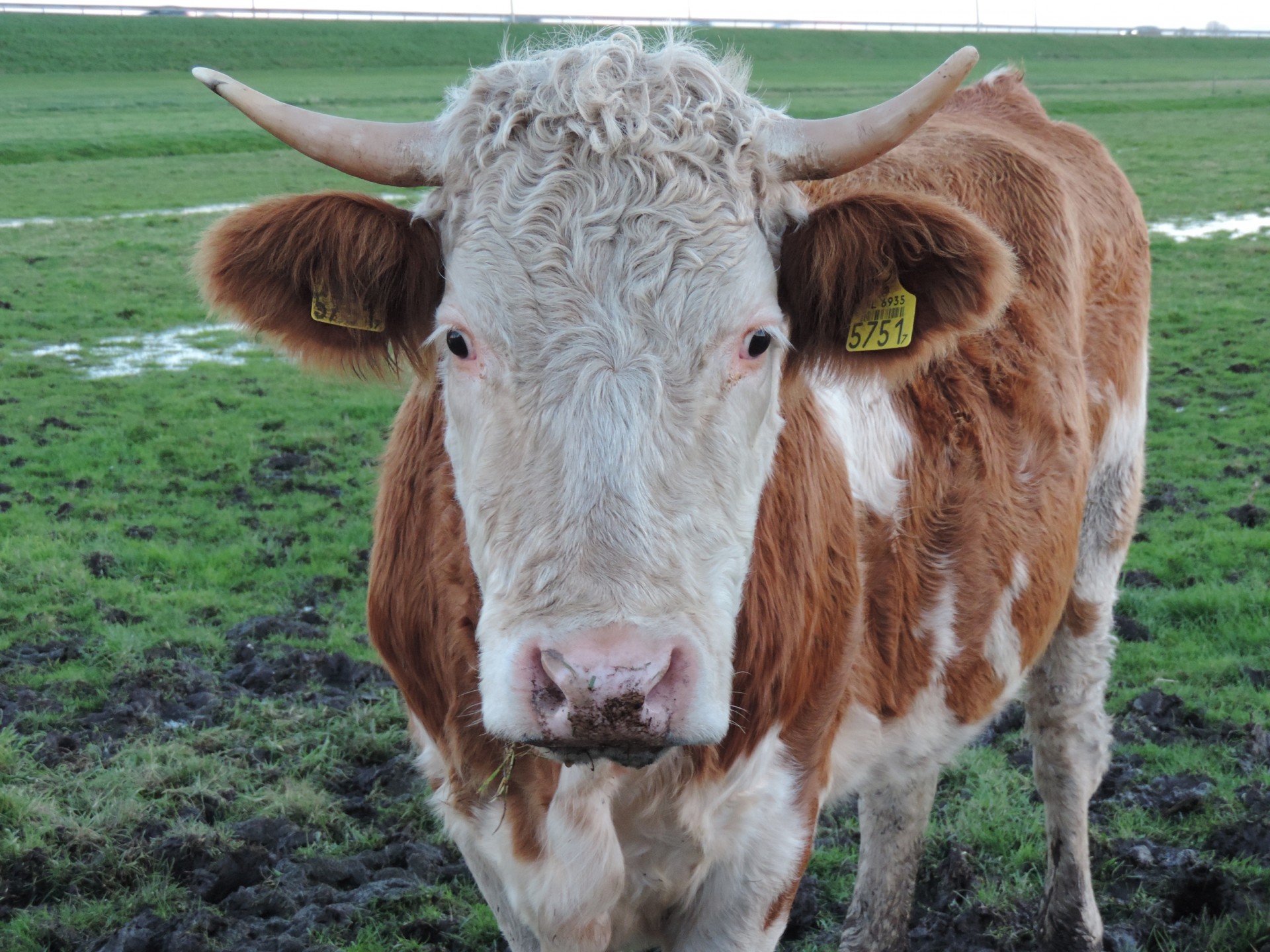 bull nosy curious free photo