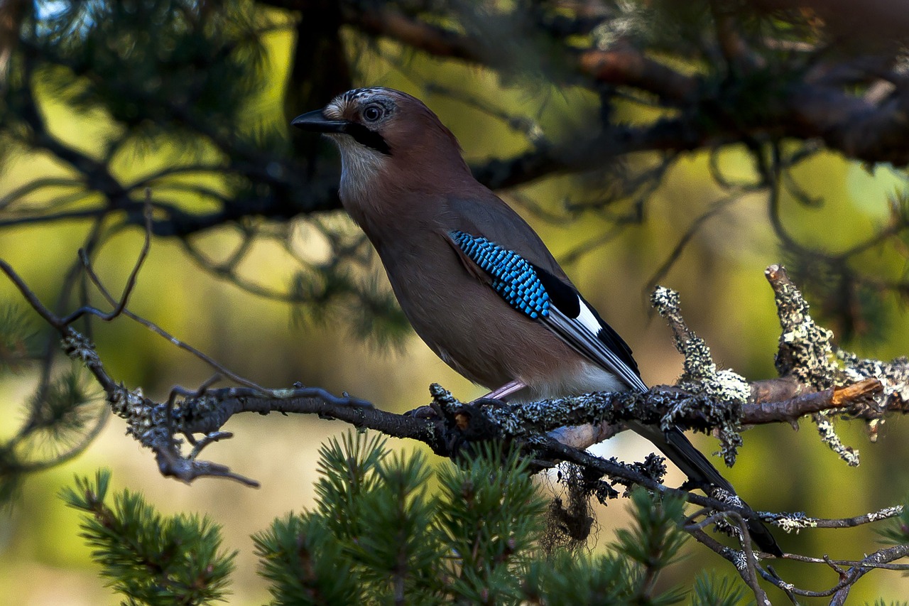 nøtteskrike  pine  branch free photo