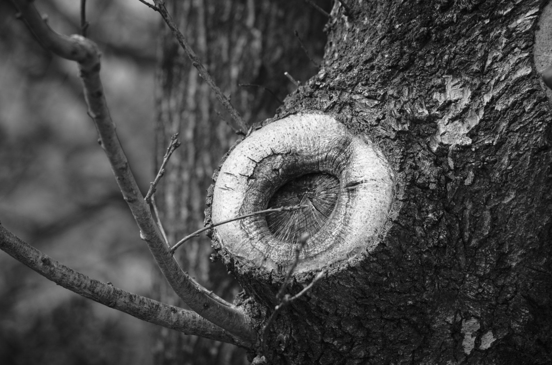 tree knot forest free photo