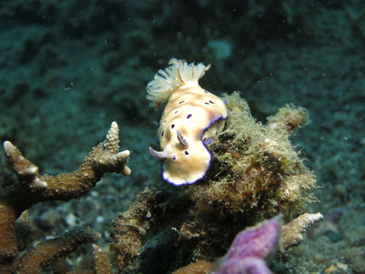 nudibranch diving sea free photo