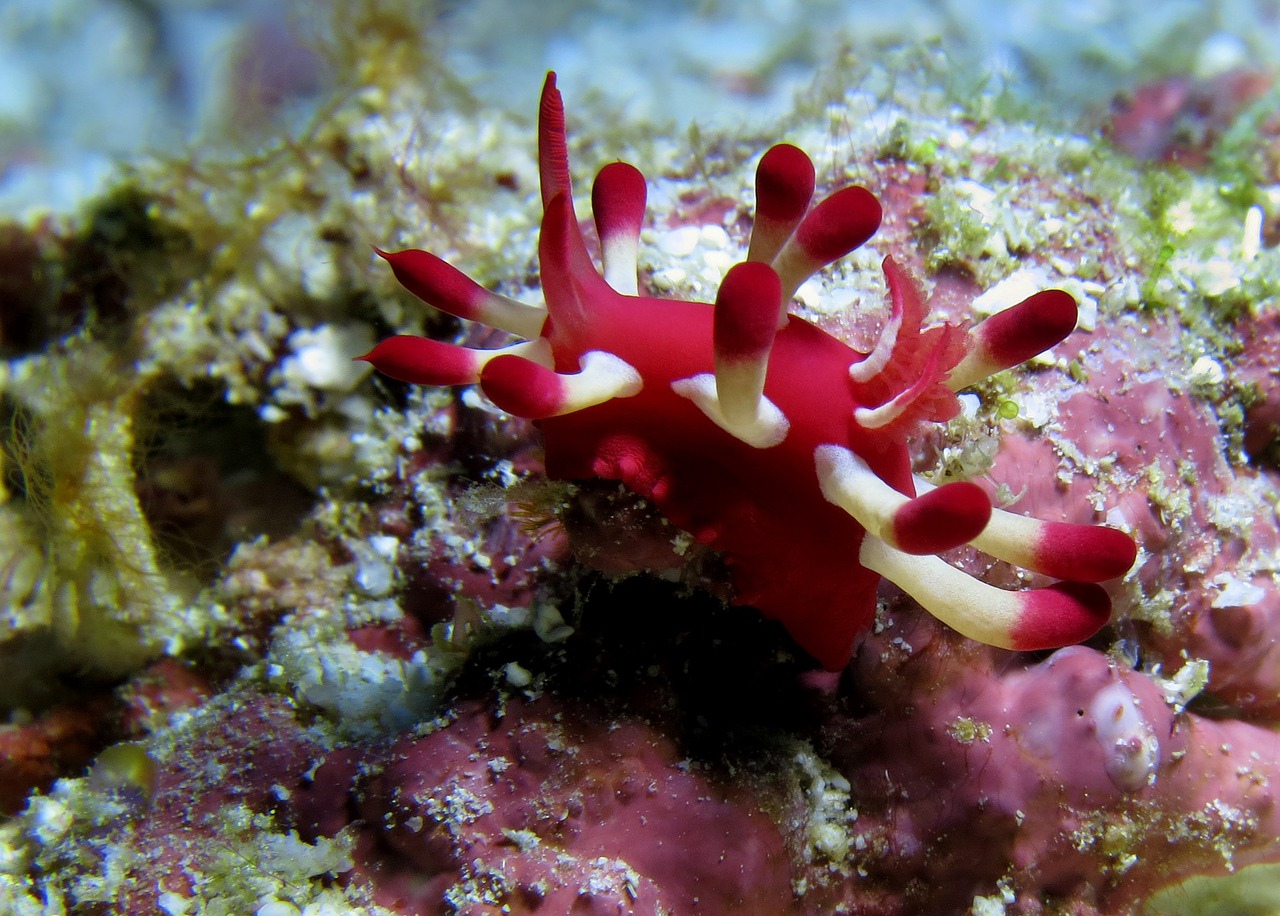 nudibranch underwater fauna free photo