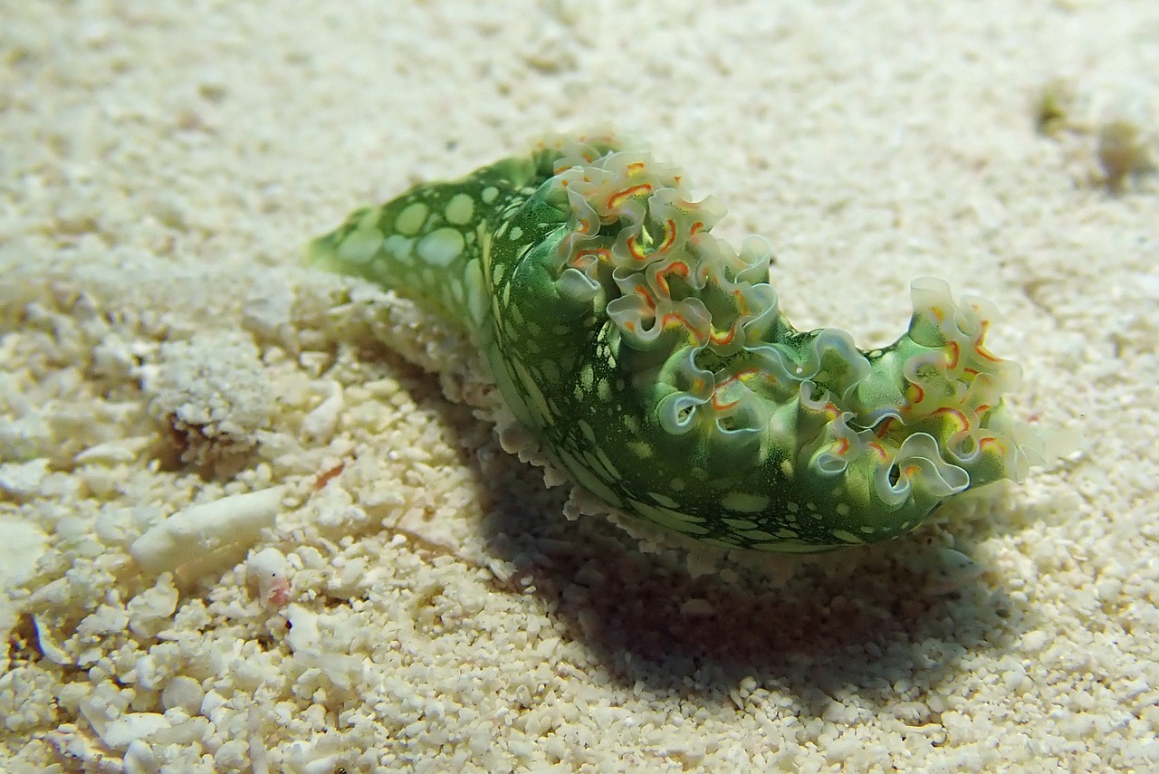 nudibranch  underwater  marine free photo