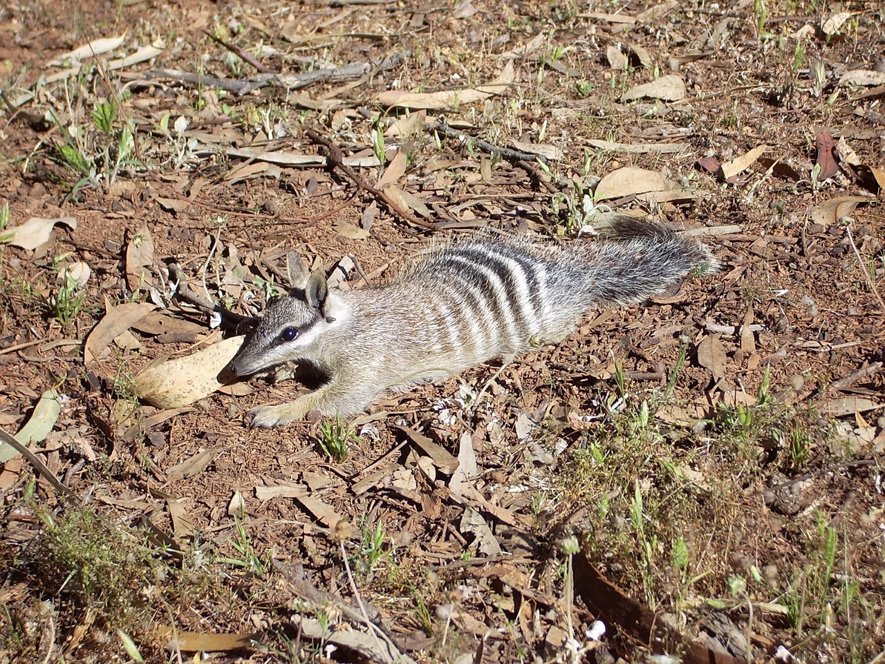 numbat anteater banded free photo