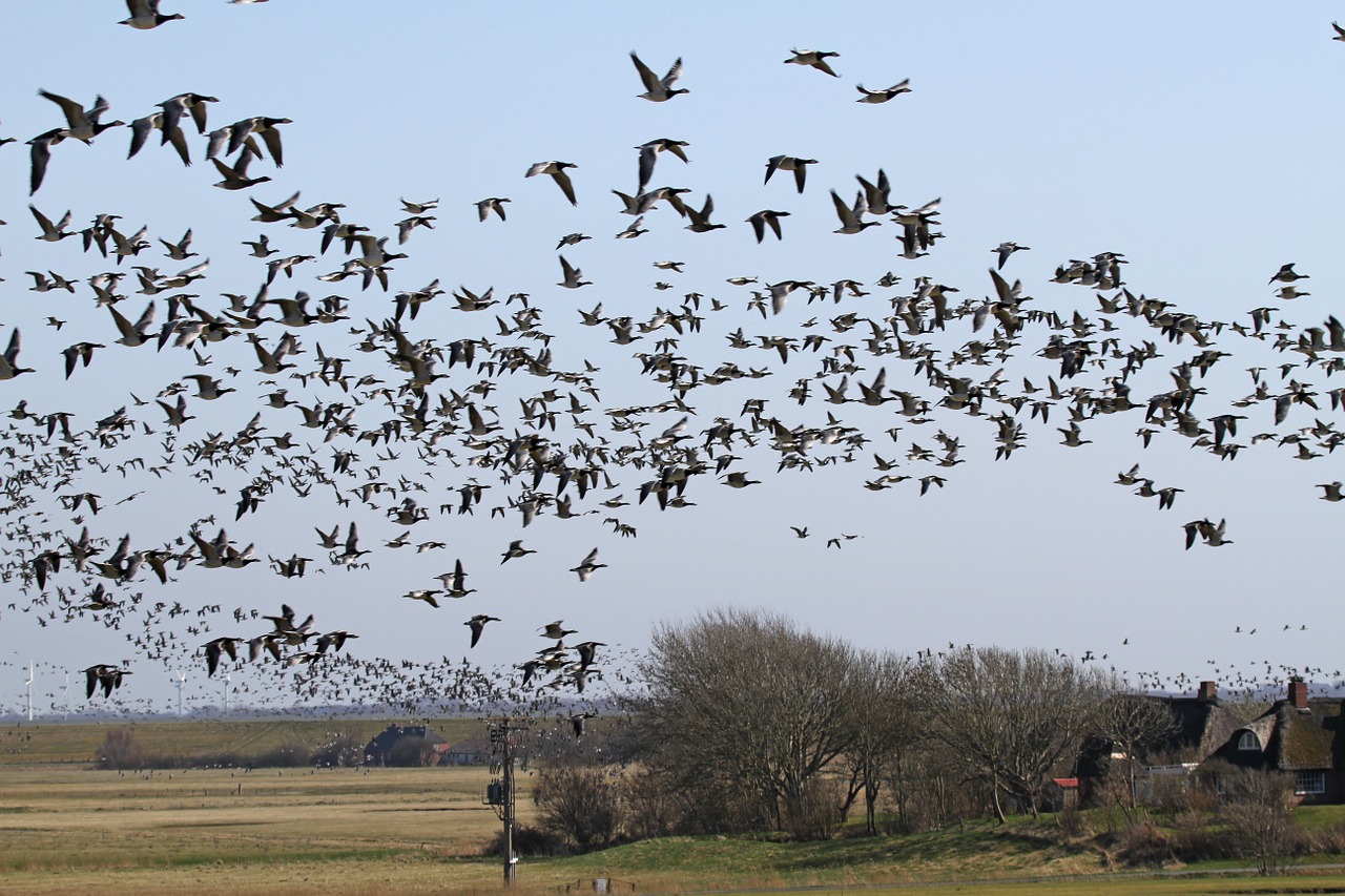 nun geese geese westerhever free photo