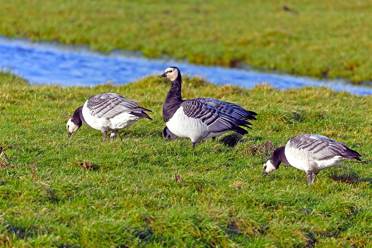 nun geese branta leucopsis wild goose free photo
