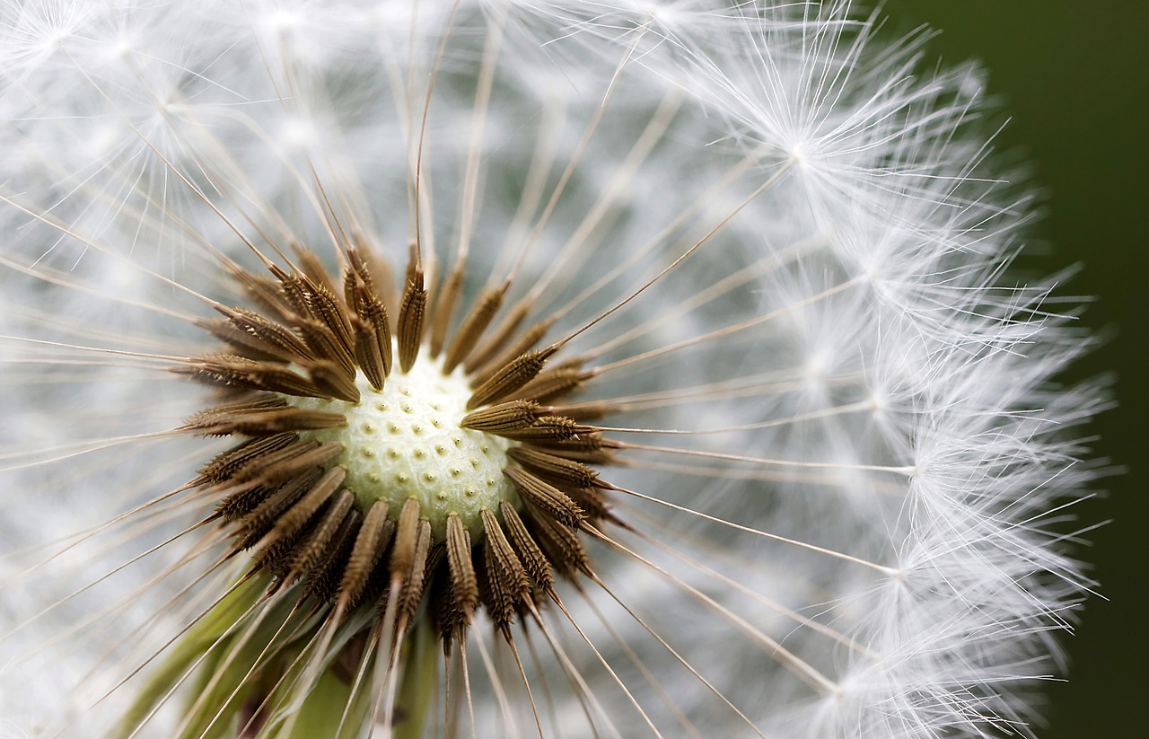 nuns macro field free photo