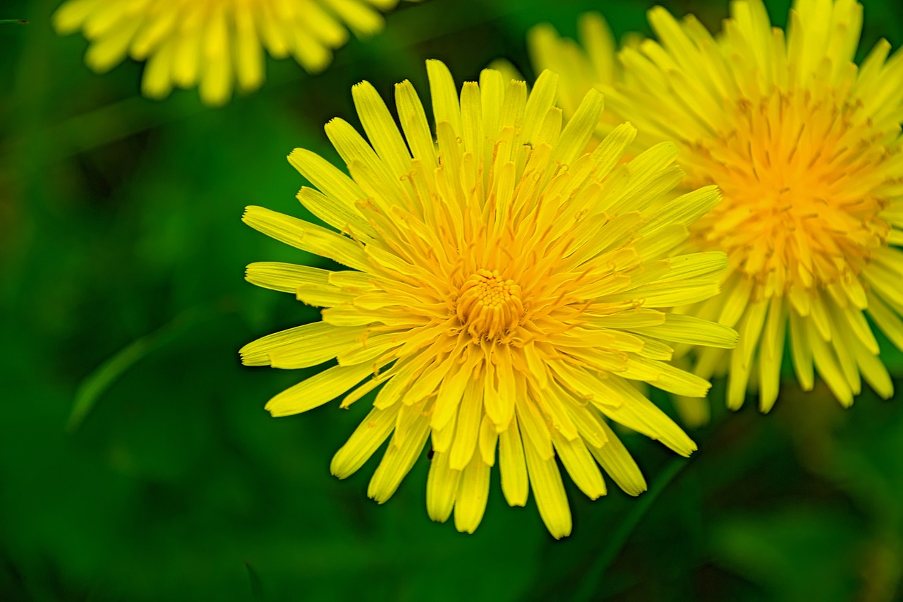 nuns yellow spring free photo