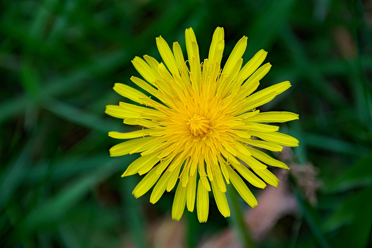 nuns yellow spring free photo