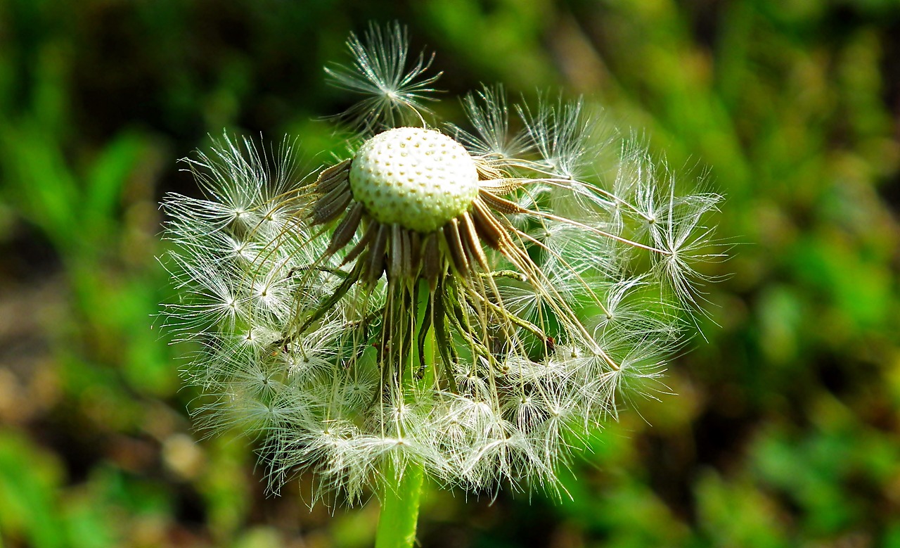 nuns  dandelion  spring free photo