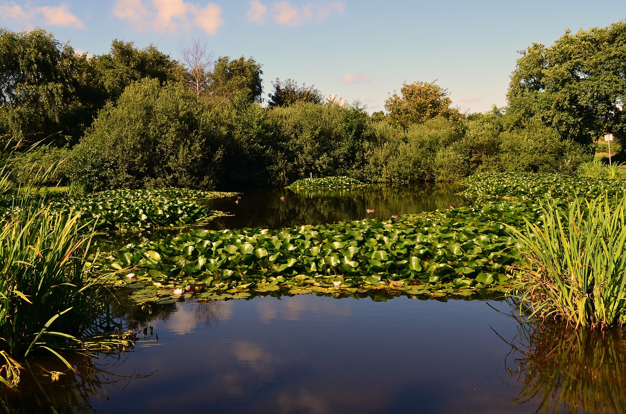 nuphar water lilies aquatic plant free photo