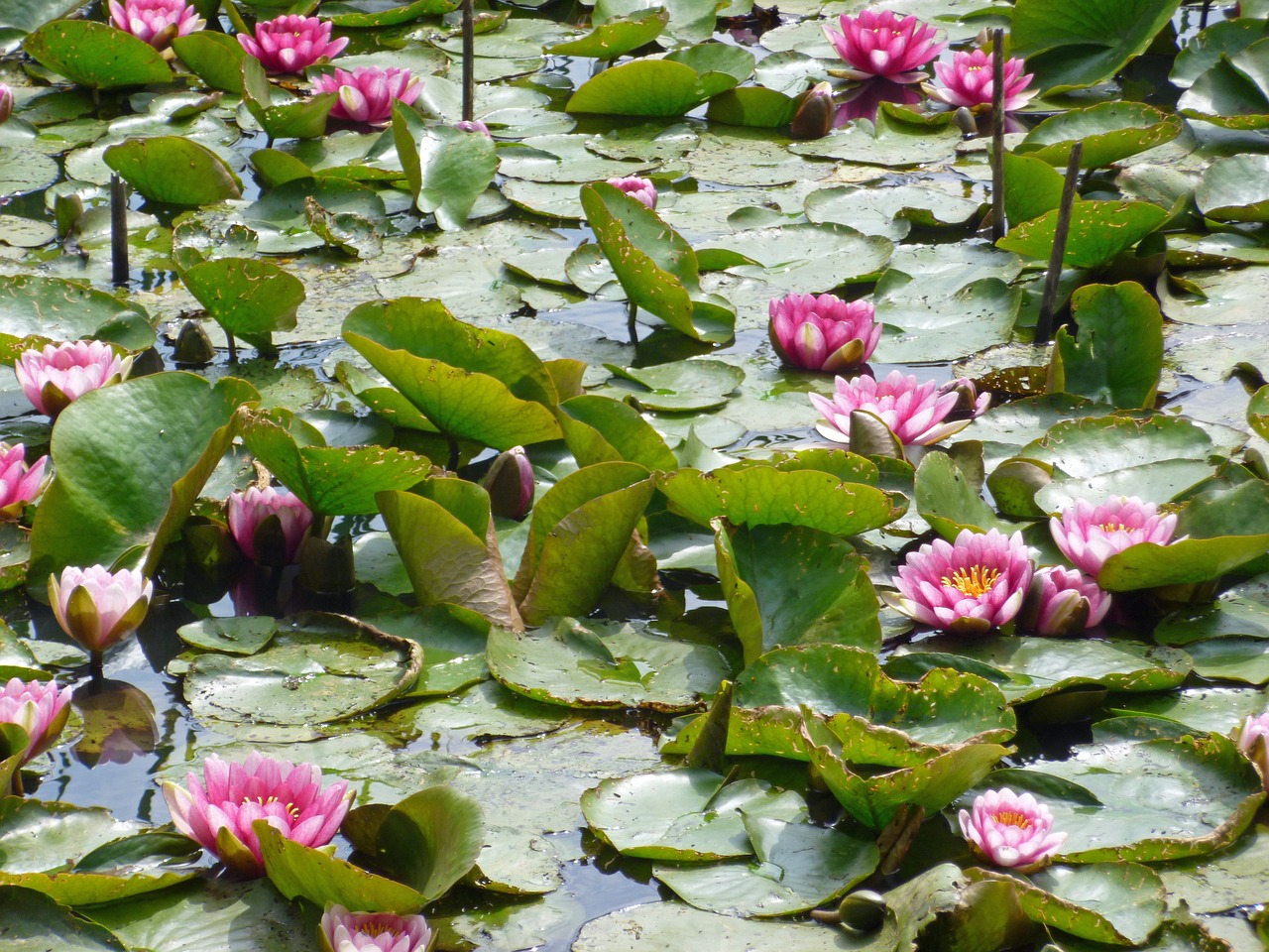 nuphar water lilies pink free photo