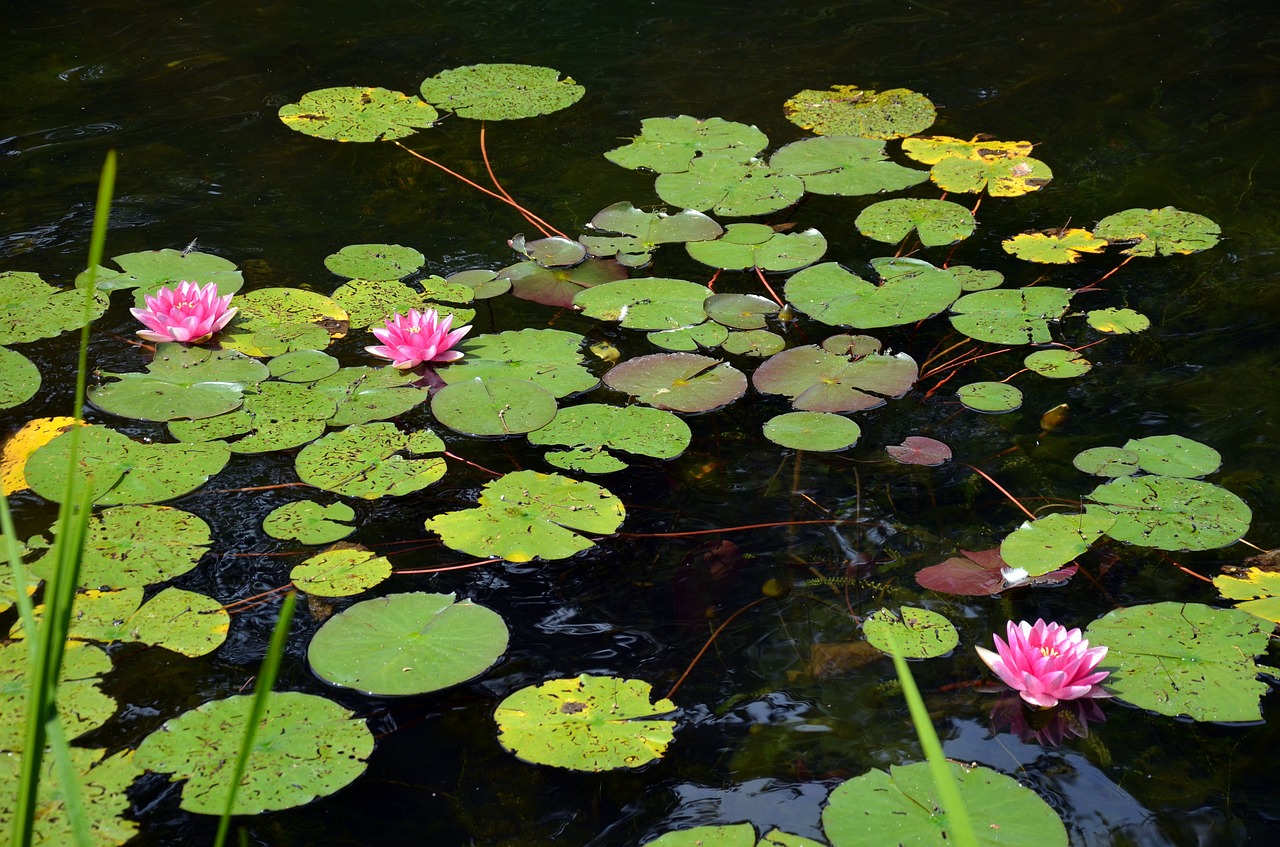 nuphar  pond  nature free photo