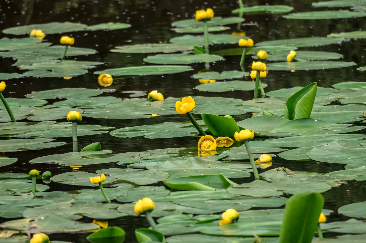 nuphar  water lilies  pond free photo