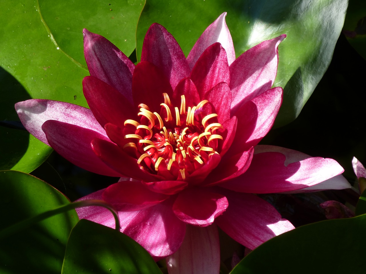 nuphar lutea summer garden pond free photo