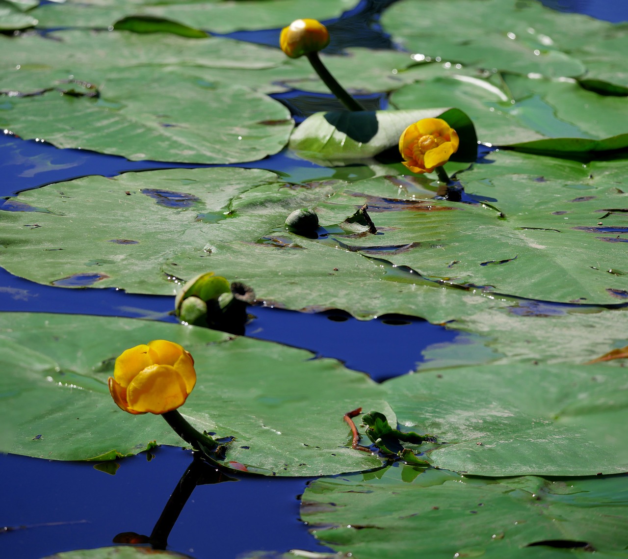 nuphar lutea water lilies aquatic plant free photo