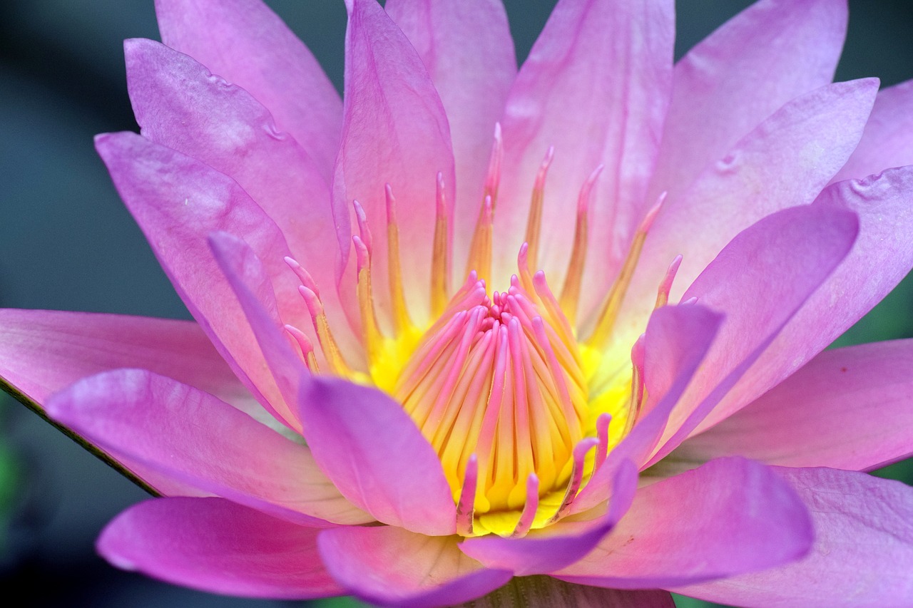 nuphar lutea water lily aquatic plant free photo