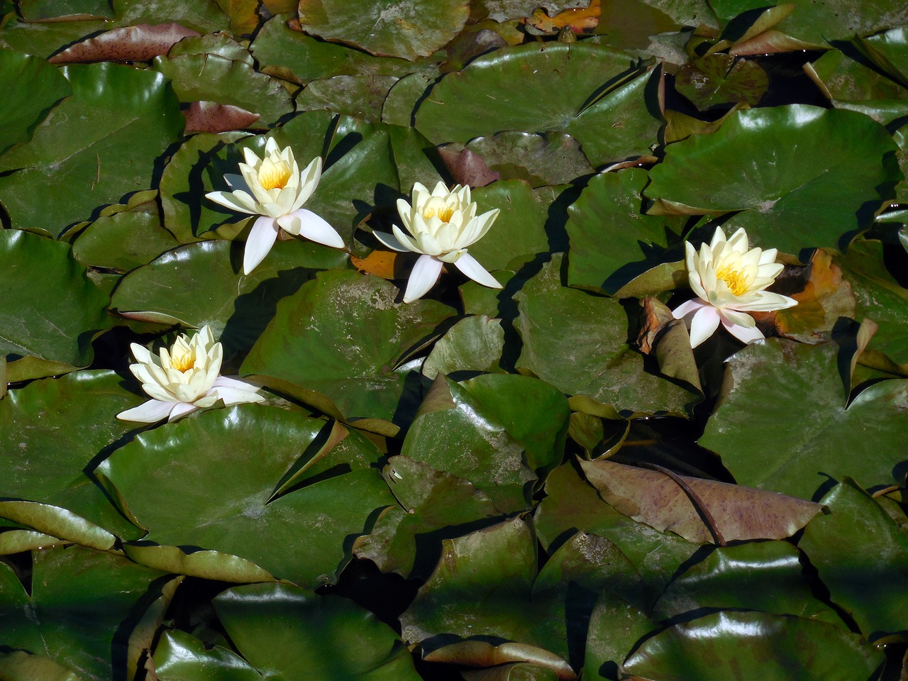 nuphar lutea water lily aquatic plant free photo