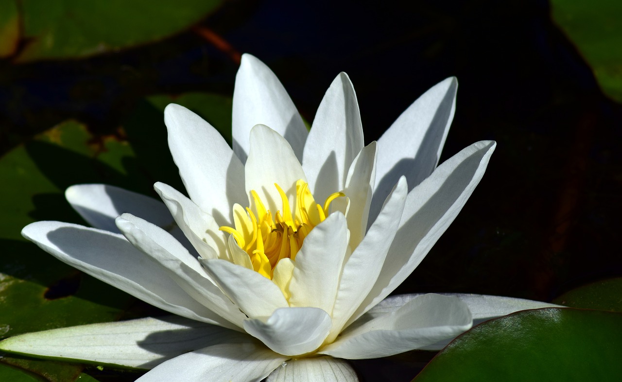 nuphar lutea white water lily free photo