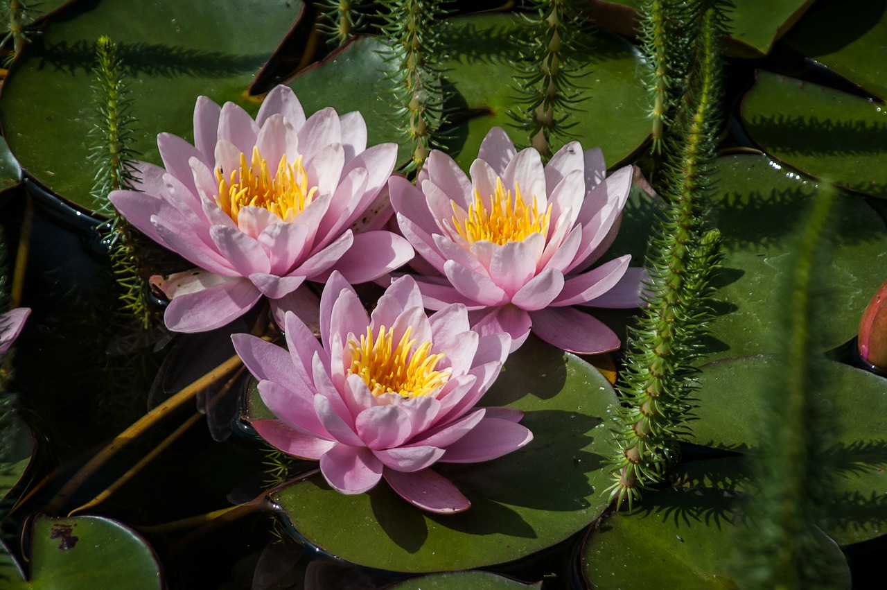 nuphar lutea water lily nature free photo