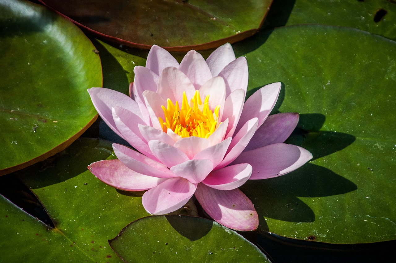 nuphar lutea water lily nature free photo