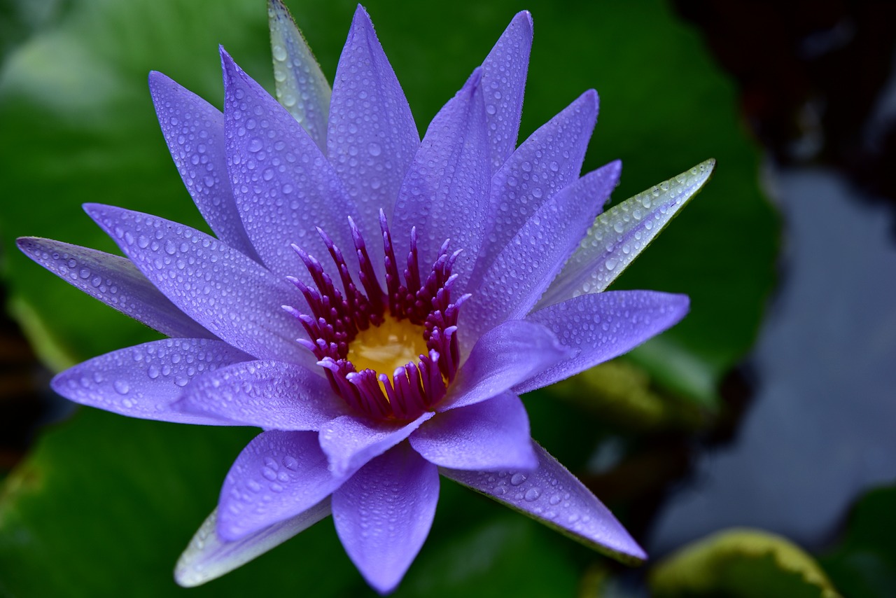 nuphar lutea  water lily  aquatic plant free photo