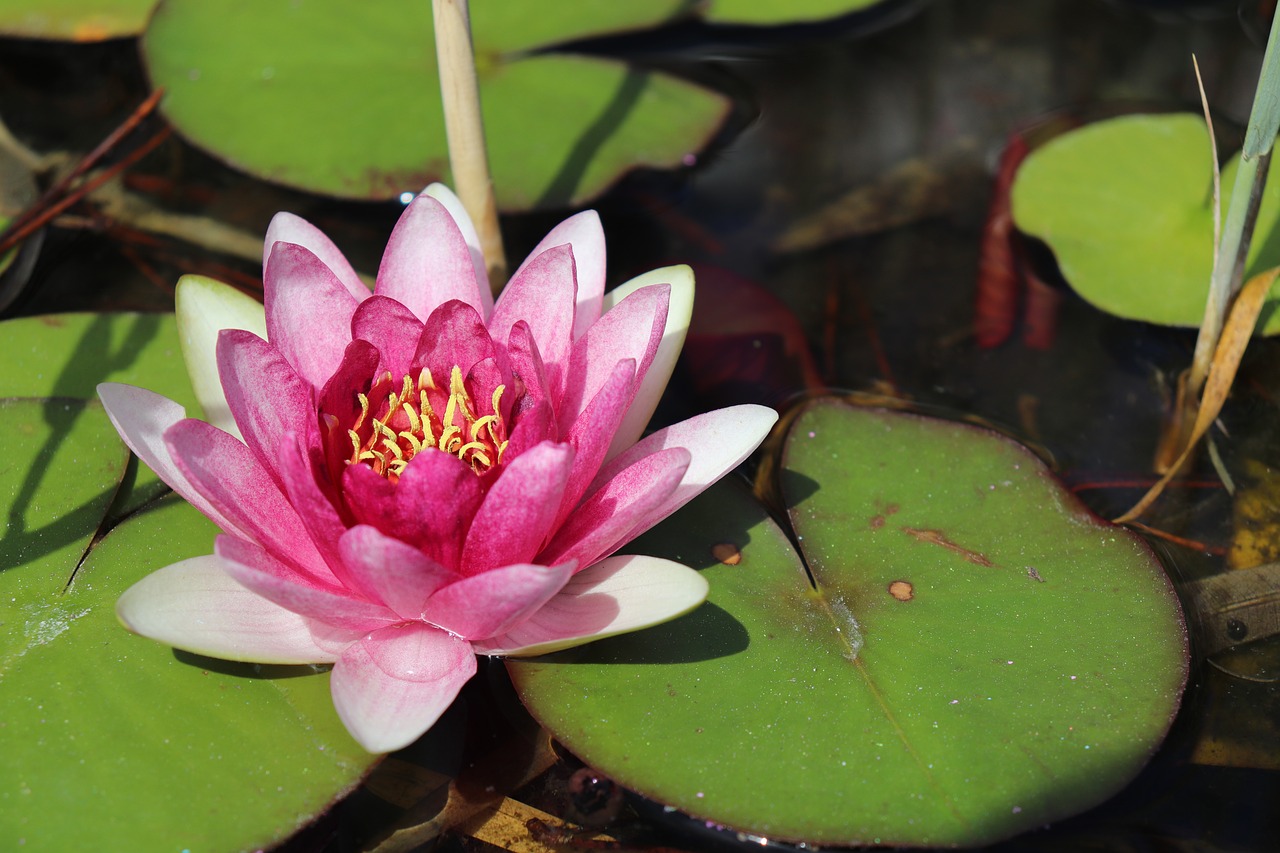 nuphar lutea  water lily  flower free photo