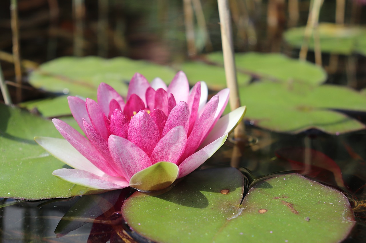 nuphar lutea  water lily  plant free photo