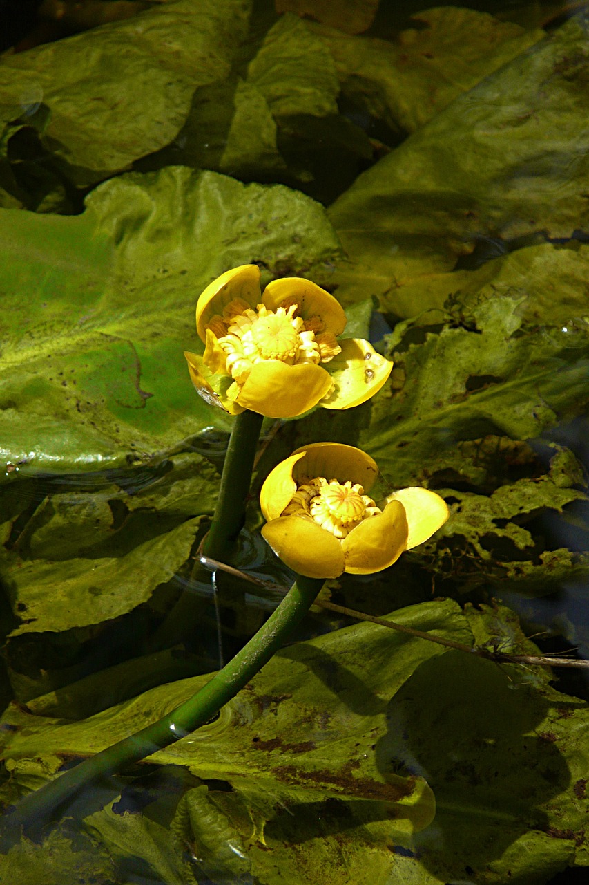 nuphar lutea yellow blossom free photo